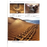 Terralog 5: Turtles of the World Vol. 5 Australia and Oceania/Schildkröten der Welt Band 5 Australien und Ozeanien