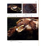 Terralog 5: Turtles of the World Vol. 5 Australia and Oceania/Schildkröten der Welt Band 5 Australien und Ozeanien