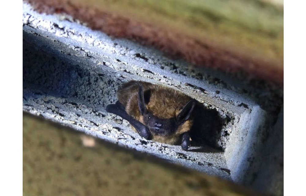 ANS-1 Bat Box