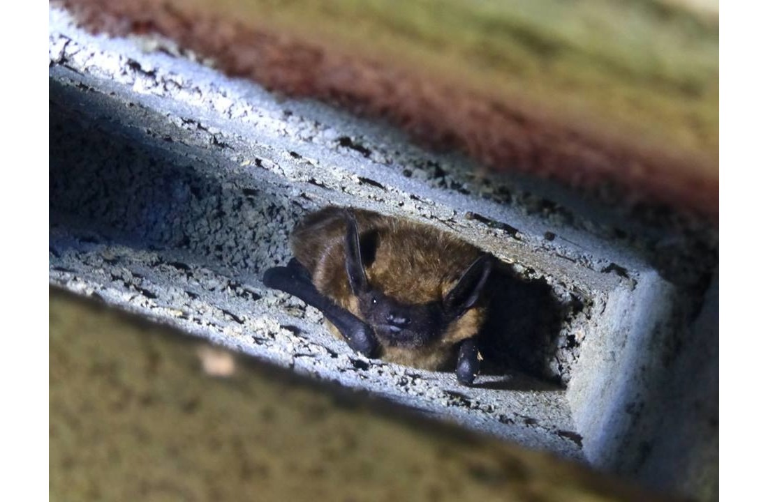 ANS-1 Bat Box