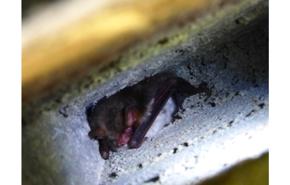 ANS-1 Bat Box