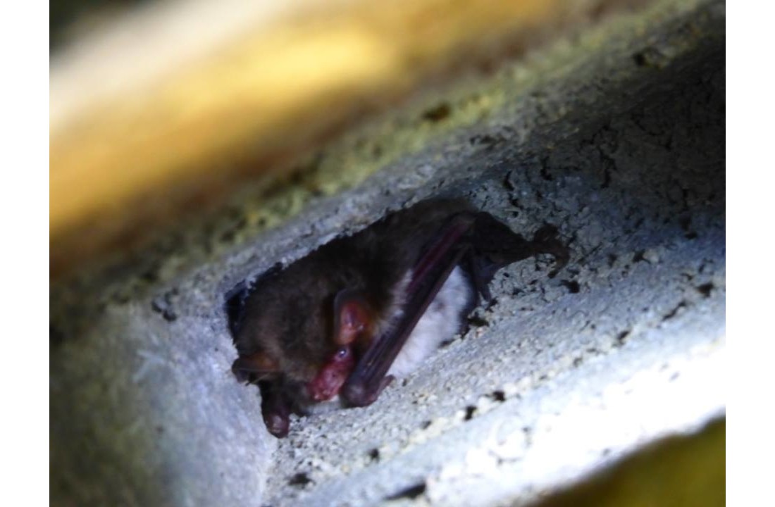 ANS-1 Bat Box