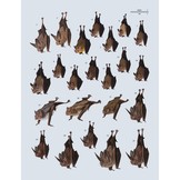 Handbook of the Mammals of the World, Vol. 9: Bats