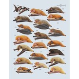 Handbook of the Mammals of the World, Vol. 9: Bats