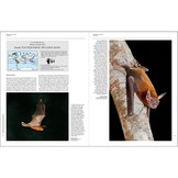 Handbook of the Mammals of the World, Vol. 9: Bats