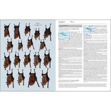 Handbook of the Mammals of the World, Vol. 9: Bats