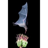 Handbook of the Mammals of the World, Vol. 9: Bats