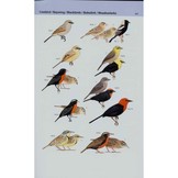 A Field Guide to the Birds of Brazil