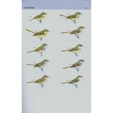 A Field Guide to the Birds of Brazil