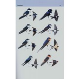 A Field Guide to the Birds of Brazil