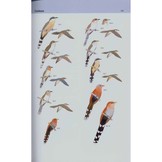 A Field Guide to the Birds of Brazil