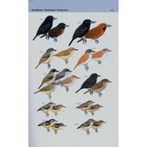 A Field Guide to the Birds of Brazil