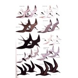 A Guide to the Birds of the Philippines