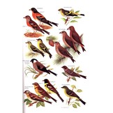 A Guide to the Birds of the Philippines