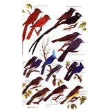 A Guide to the Birds of the Philippines