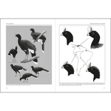 Curassows and Related Birds