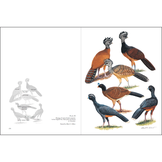 Curassows and Related Birds