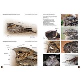 Nightjars of the World - Potoos, Frogmouths, Oilbird, and Owlet-nightjars