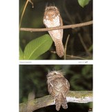 Nightjars of the World - Potoos, Frogmouths, Oilbird, and Owlet-nightjars