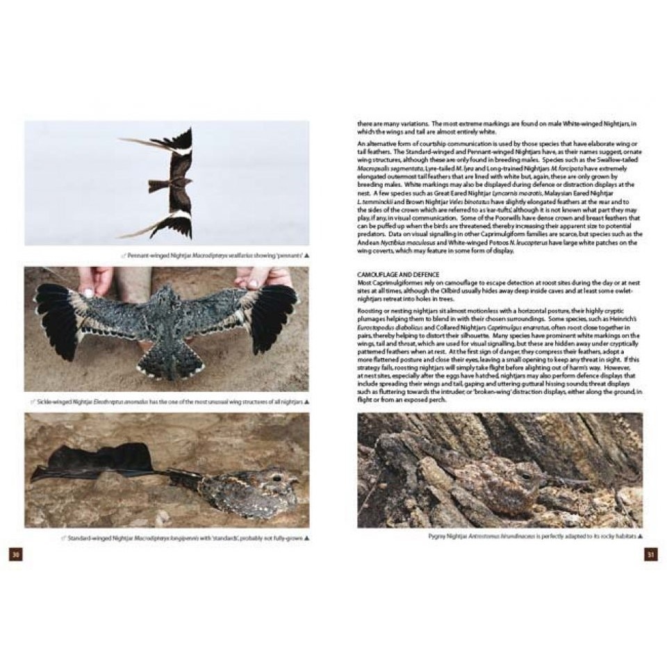 Nightjars of the World - Potoos, Frogmouths, Oilbird, and Owlet-nightjars