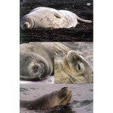 Antarctic Wildlife - A Visitor's Guide to the Wildlife of the Antarctic Peninsula, Drake Passage and Beagle Channel