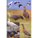 Antarctic Wildlife - A Visitor's Guide to the Wildlife of the Antarctic Peninsula, Drake Passage and Beagle Channel