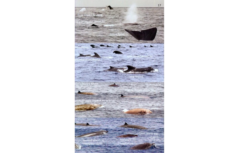 Offshore Sea Life ID Guide - East Coast