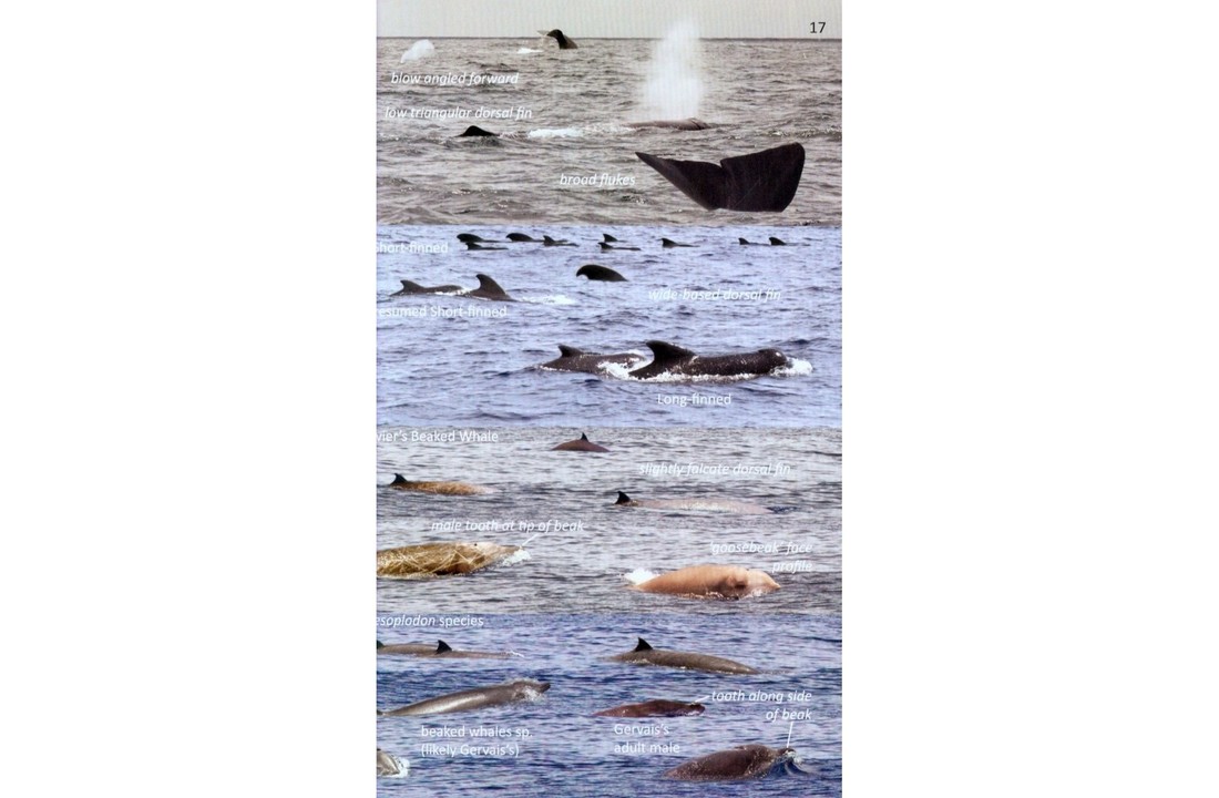 Offshore Sea Life ID Guide - East Coast