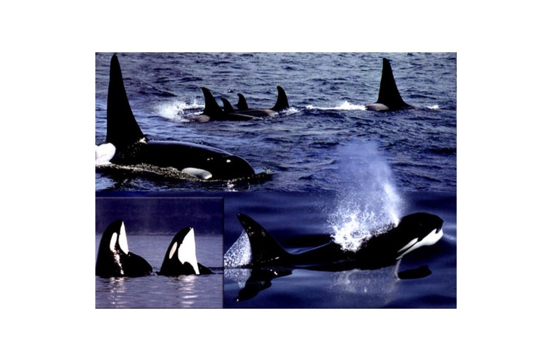 Whales & Dolphins of the North American Pacific - Including Seals and Other Marine Mammals