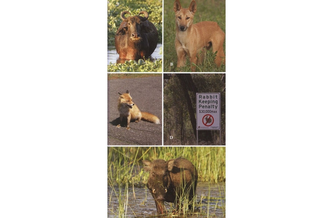 Wildlife of Australia