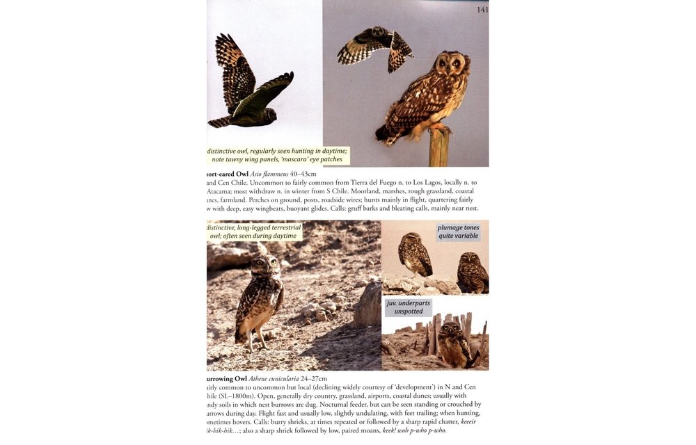 Birds of Chile - A Photo Guide