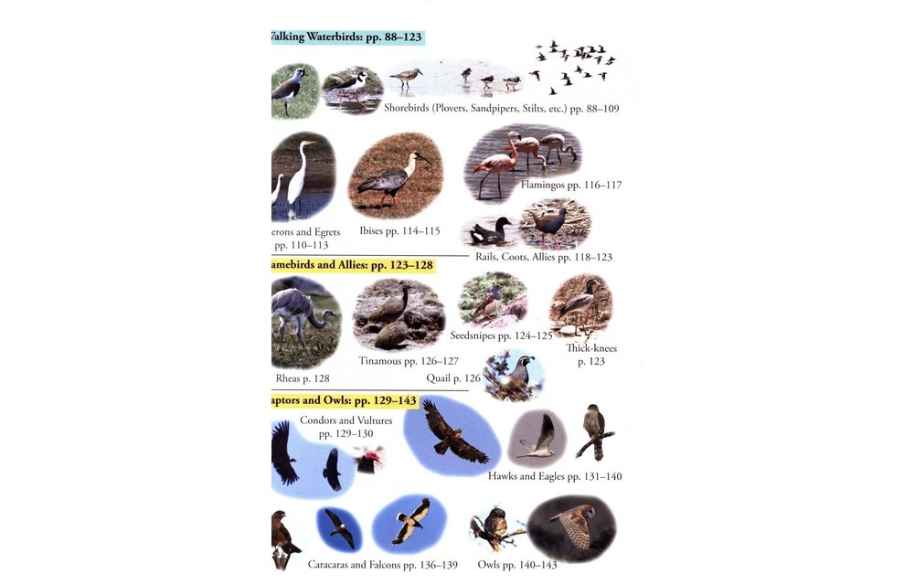 Birds of Chile - A Photo Guide