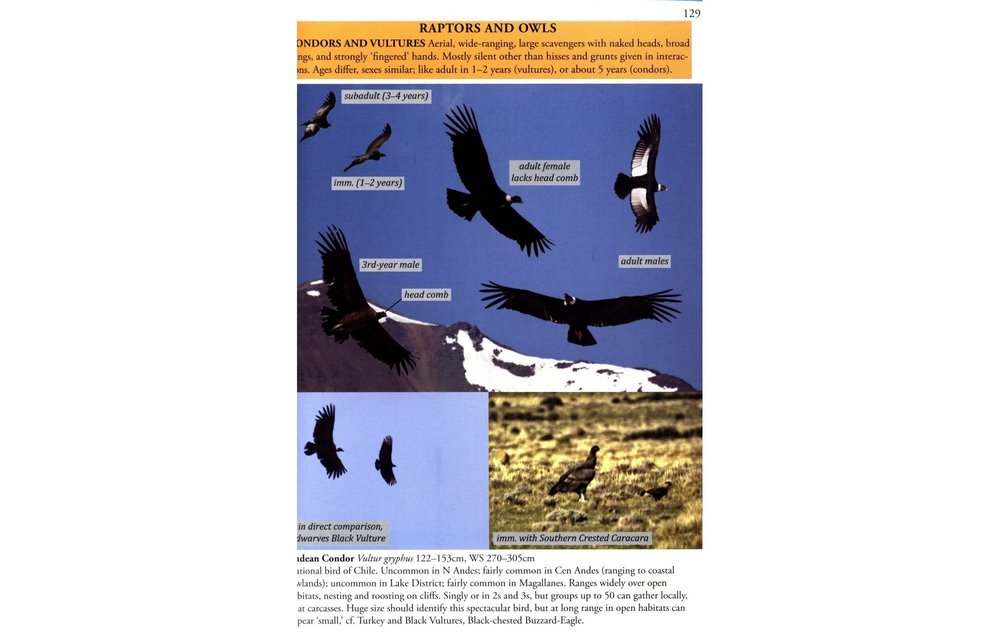 Birds of Chile - A Photo Guide