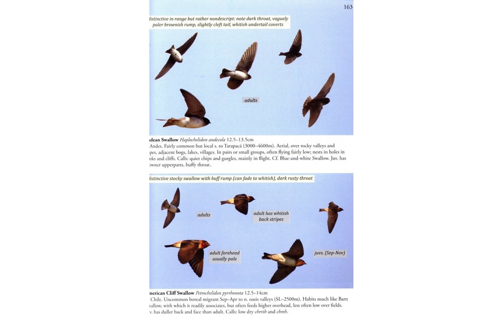 Birds of Chile - A Photo Guide