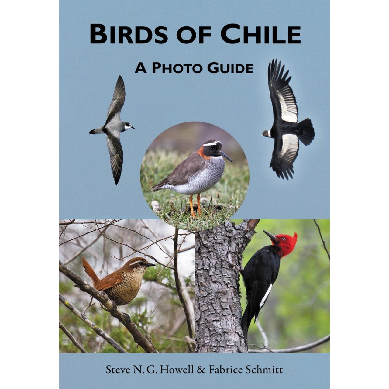 Birds of Chile - A Photo Guide