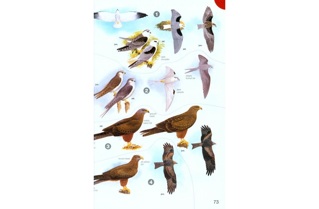 Birds of Africa - South of the Sahara
