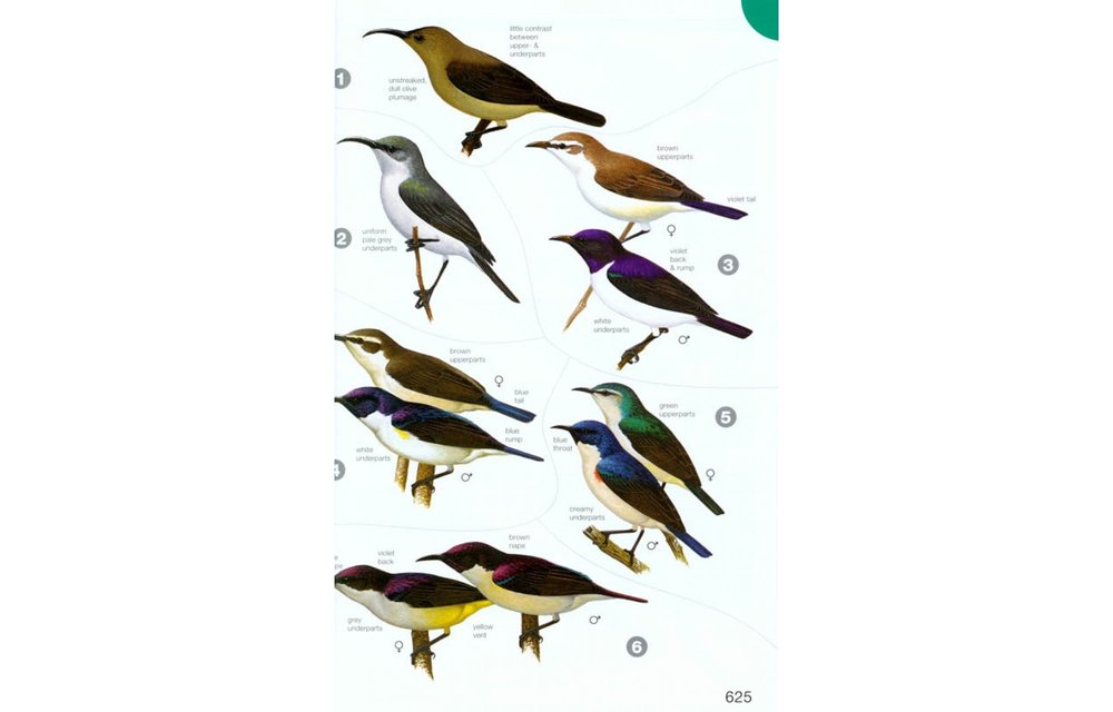 Birds of Africa - South of the Sahara