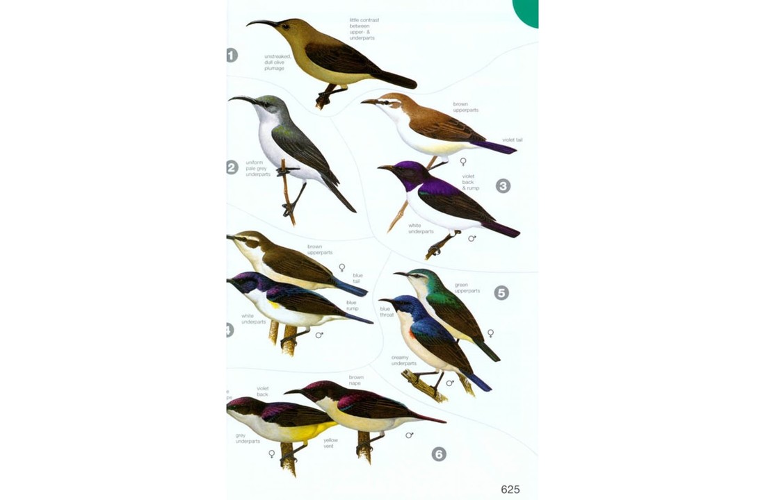 Birds of Africa - South of the Sahara