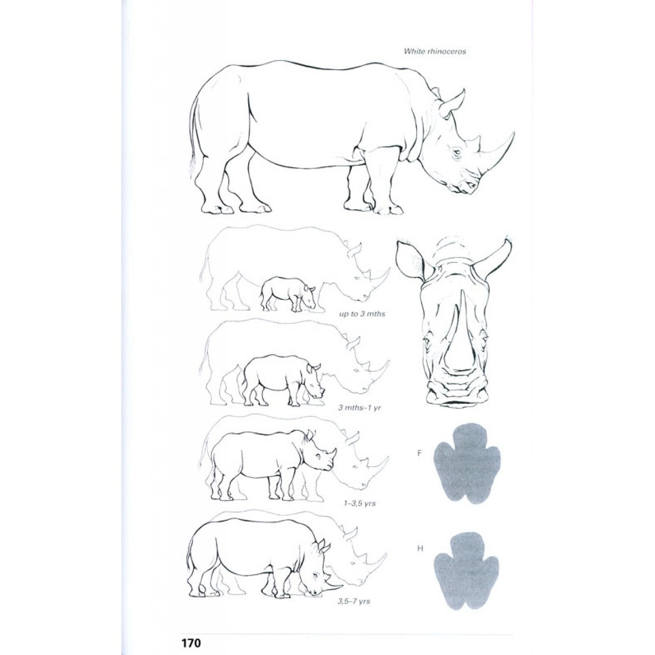 Схема носорога. Носорог схема. Бумажная модель носорога. Вырезалка носорог. Анатомия носорога.