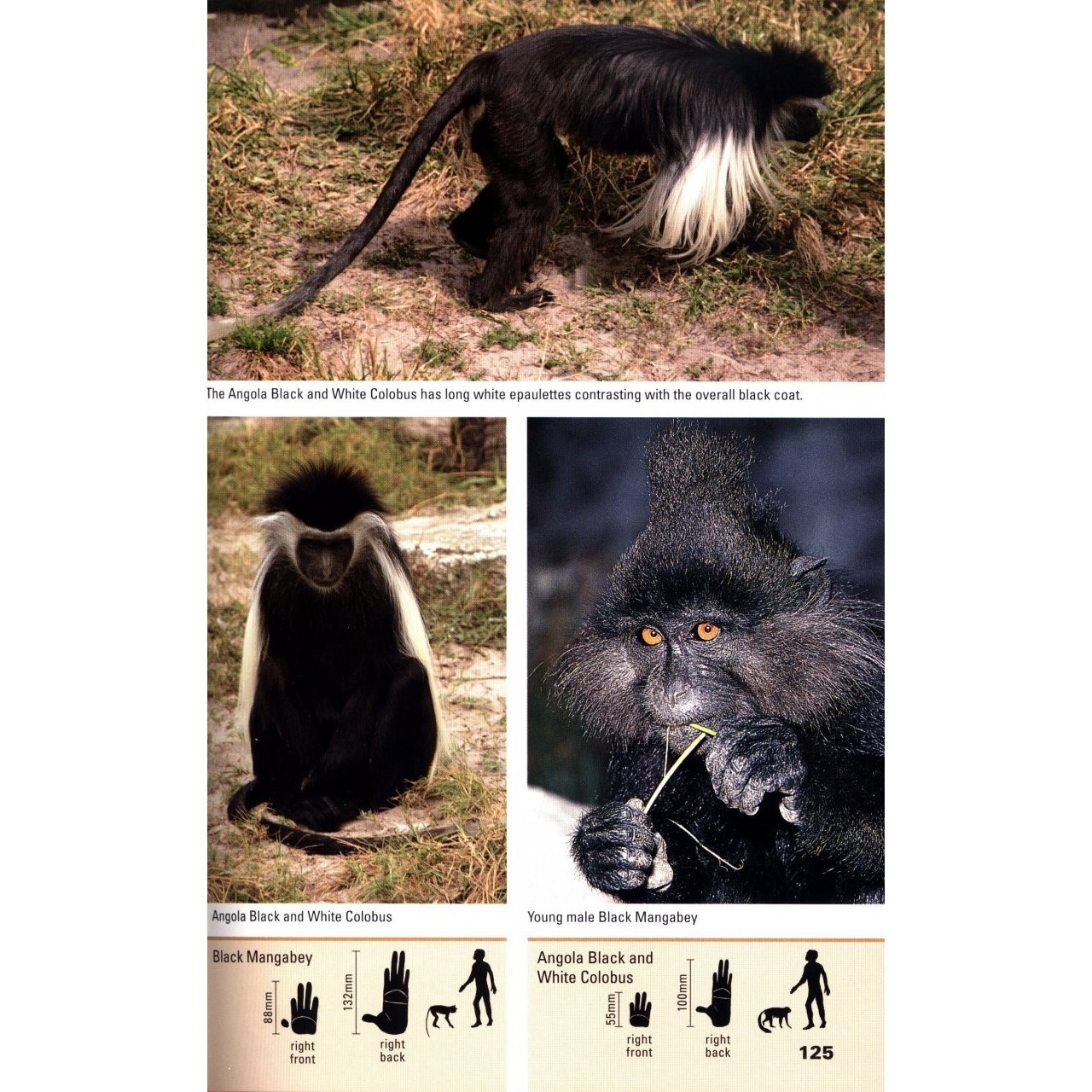 Pocket Photoguide to Mammals of Southern Africa (shin-