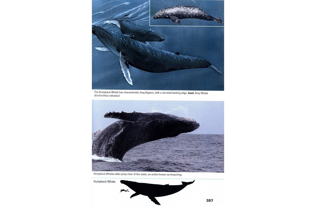 Stuarts' Field Guide to Mammals of Southern Africa - Including Angola, Zambia & Malawi