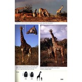 Stuarts' Field Guide to Mammals of Southern Africa - Including Angola, Zambia & Malawi