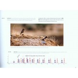 Undiscovered Owls - A Sound Approach guide