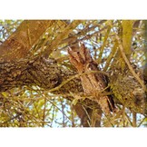 Undiscovered Owls - A Sound Approach guide