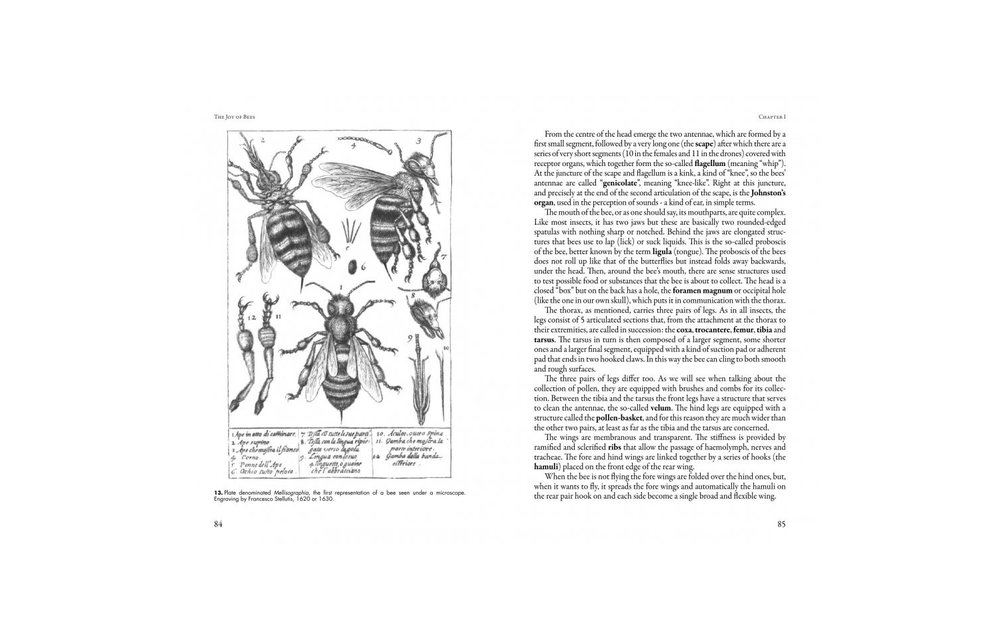The Joy of Bees - Bees as a model of sustainability and beekeeping as an experience involving nature and human history