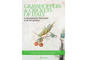 Grasshoppers & Crickets of Italy