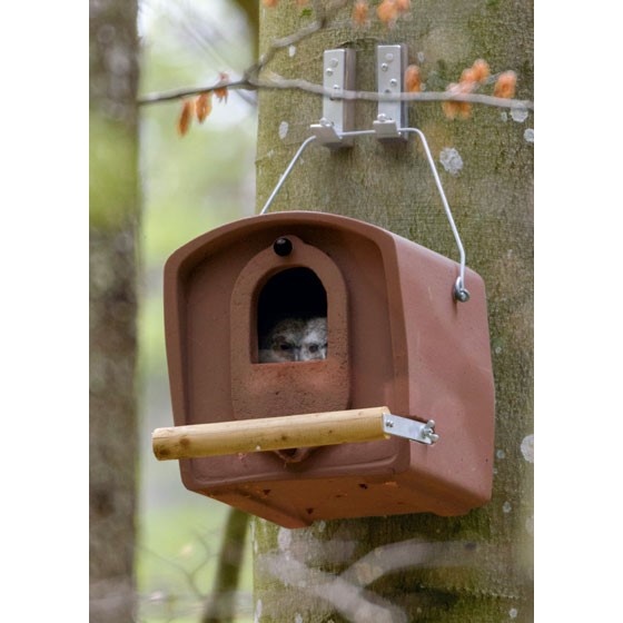 Tawny Owl Box Nr. 30