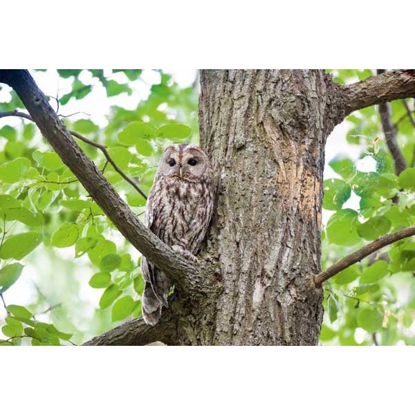 Tawny owl