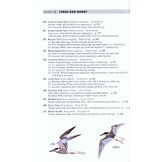 A Field Guide to the Birds of Peninsular Malaysia and Singapore