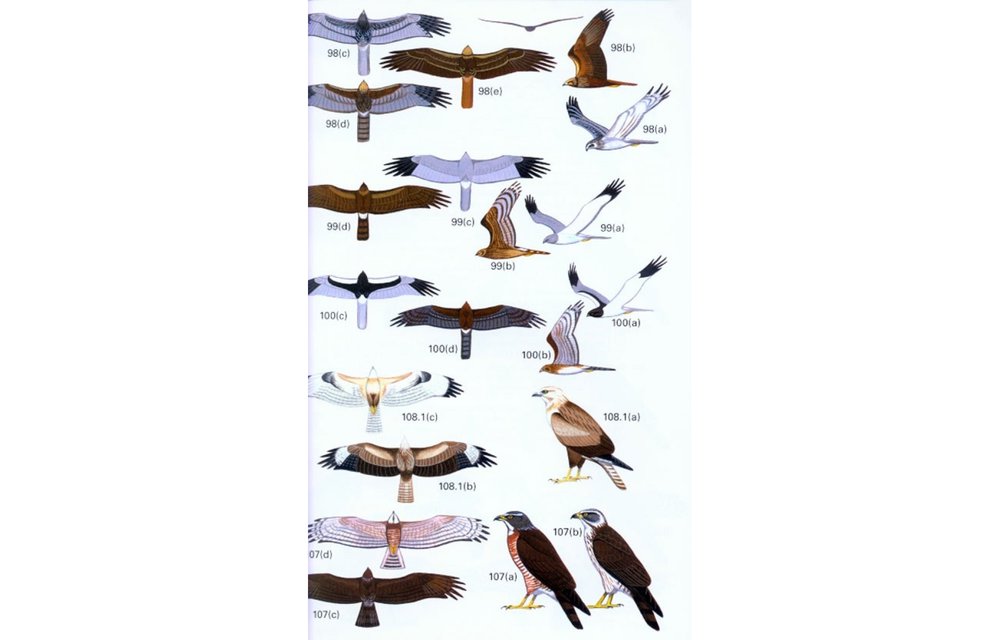 A Field Guide to the Birds of Peninsular Malaysia and Singapore